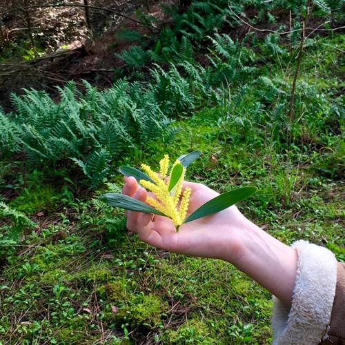 The miracle of Jane Goodall