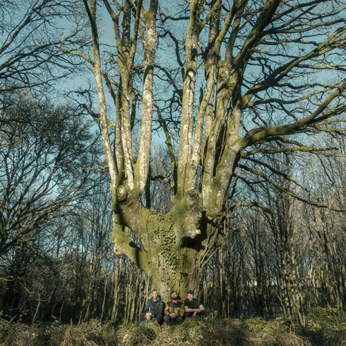 Roots & Shadows
