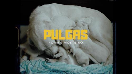 Pulgas